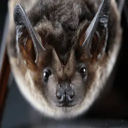 Bat illustration